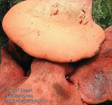 Attēlu rezultāti vaicājumam “Fistulina hepatica”