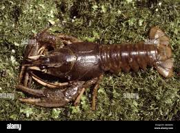 Attēlu rezultāti vaicājumam “Astacus leptodactylus”