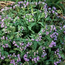 Attēlu rezultāti vaicājumam “Pulmonaria saccharata”