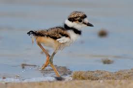 Image result for Charadrius vociferus