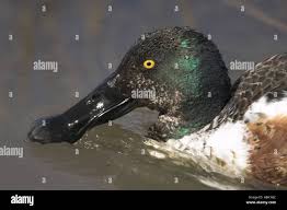 Attēlu rezultāti vaicājumam “Anas clypeata”