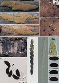 Attēlu rezultāti vaicājumam “Hypoxylon vogesiacum”