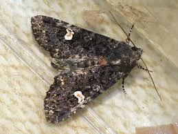 Attēlu rezultāti vaicājumam “Melanchra persicariae larva”