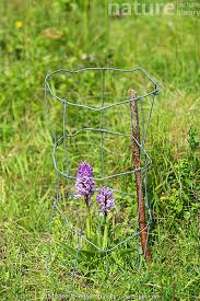 Attēlu rezultāti vaicājumam “Orchis militaris flower”