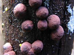 Attēlu rezultāti vaicājumam “Hypoxylon fuscum”