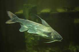 Image result for Bagre marinus