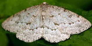 Attēlu rezultāti vaicājumam “Charissa ambiguata”