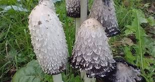 Image result for coprinus