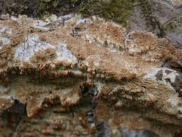 Attēlu rezultāti vaicājumam “Ceriporiopsis aneirina”