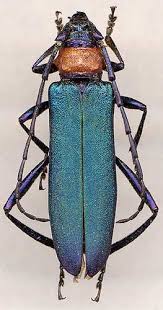 Attēlu rezultāti vaicājumam “Aromia moschata”