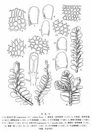 Attēlu rezultāti vaicājumam “Jungermannia subulata”