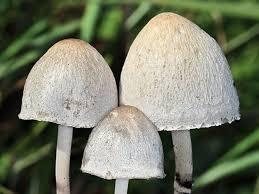 Attēlu rezultāti vaicājumam “Panaeolus papilionaceus”