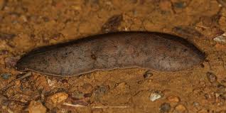 Attēlu rezultāti vaicājumam “Malacolimax tenellus”