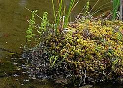 Attēlu rezultāti vaicājumam “Sphagnum teres”