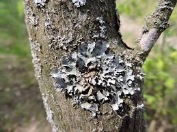 Attēlu rezultāti vaicājumam “Parmelia submontana”