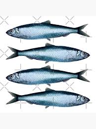 Image result for Clupea harengus