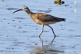 Attēlu rezultāti vaicājumam “Numenius phaeopus”