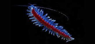 Attēlu rezultāti vaicājumam “Annelides”