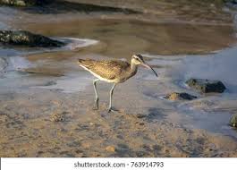 Image result for Numenius hudsonicus