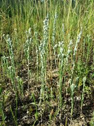 Attēlu rezultāti vaicājumam “Filago arvensis”