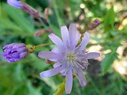 Attēlu rezultāti vaicājumam “Lactuca tatarica bud”