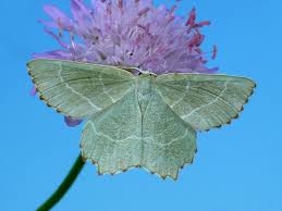 Attēlu rezultāti vaicājumam “Thalera fimbrialis”