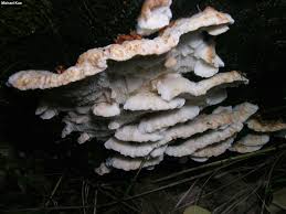 Attēlu rezultāti vaicājumam “Postia fragilis”