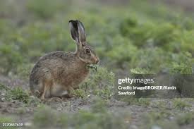Attēlu rezultāti vaicājumam “Lepus europaeus adult”