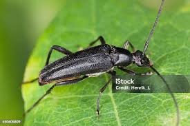 Attēlu rezultāti vaicājumam “Chrysanthia geniculata”