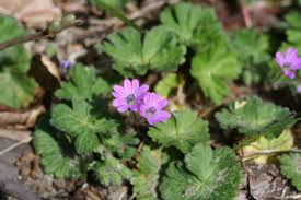 Attēlu rezultāti vaicājumam “Geranium molle leaf”