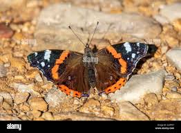 Attēlu rezultāti vaicājumam “Vanessa atalanta upperside”