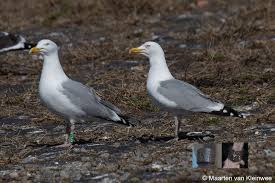 Attēlu rezultāti vaicājumam “Larus argentatus”