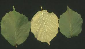 Attēlu rezultāti vaicājumam “Corylus avellana leaf”