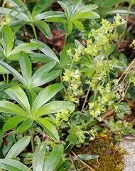 Attēlu rezultāti vaicājumam “Alchemilla subcrenata”