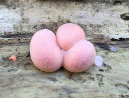 Attēlu rezultāti vaicājumam “Lycogala confusum young”