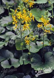 Attēlu rezultāti vaicājumam “Ligularia sibirica flower”