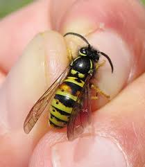 Attēlu rezultāti vaicājumam “Vespula rufa”