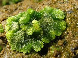 Attēlu rezultāti vaicājumam “Riccia cavernosa”