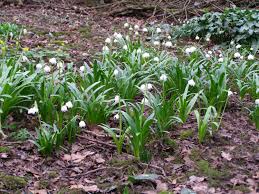 Attēlu rezultāti vaicājumam “Leucojum vernum var. carpathicum”