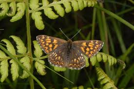 Attēlu rezultāti vaicājumam “Hamearis lucina underside”