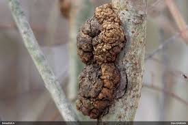 Attēlu rezultāti vaicājumam “Closterotomus biclavatus imago”