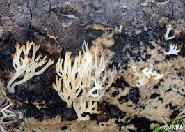 Attēlu rezultāti vaicājumam “Lentaria”