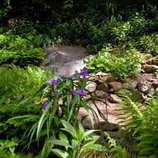 Attēlu rezultāti vaicājumam “Tradescantia virginiana”