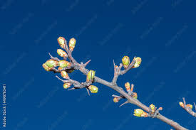 Attēlu rezultāti vaicājumam “Crataegus laevigata bud”