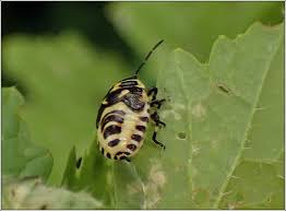 Attēlu rezultāti vaicājumam “Eurydema oleracea”