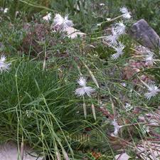 Attēlu rezultāti vaicājumam “Dianthus arenarius bud”