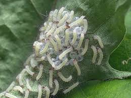 Attēlu rezultāti vaicājumam “Spilosoma lutea larva”