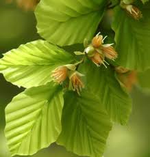 Attēlu rezultāti vaicājumam “Fagus sylvatica female flower”