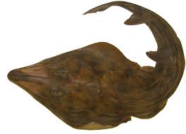 Image result for Rhinobatos rhinobatos