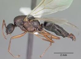 Attēlu rezultāti vaicājumam “Anthostoma decipiens”